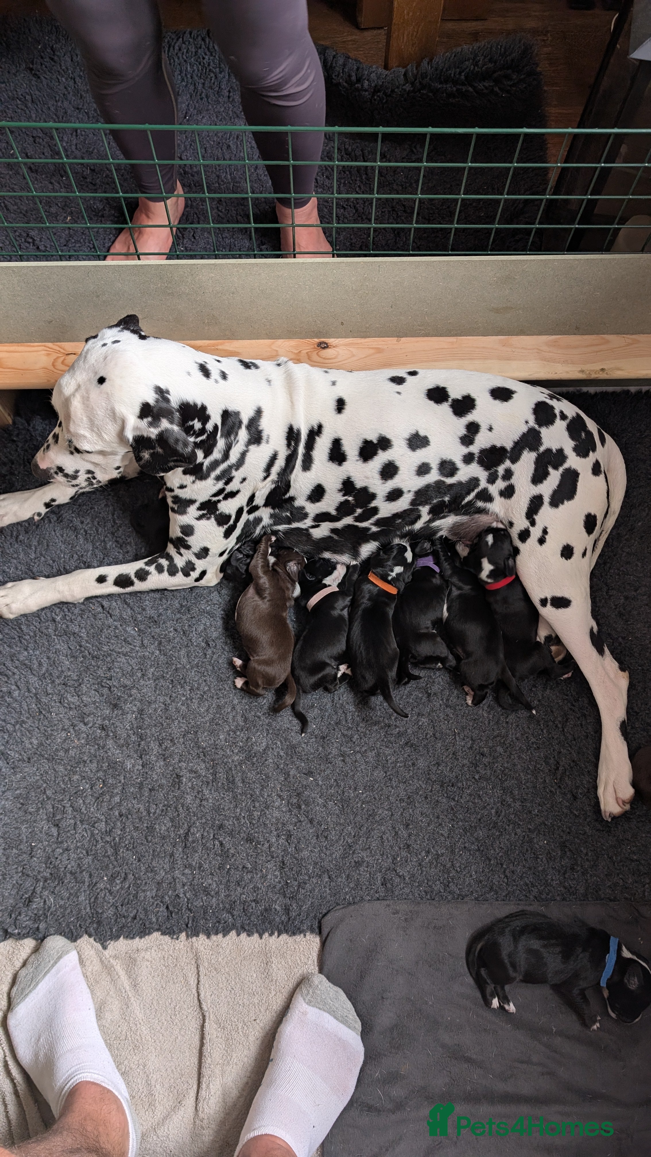 Mixed Breed dogs Only 5 Beautiful Cockermatians left!!!! - Advert 13