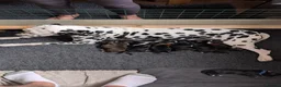 Mixed Breed dogs for sale: Cockermatian (Dalmatian x Working Cocker Spaniel) - Advert 2