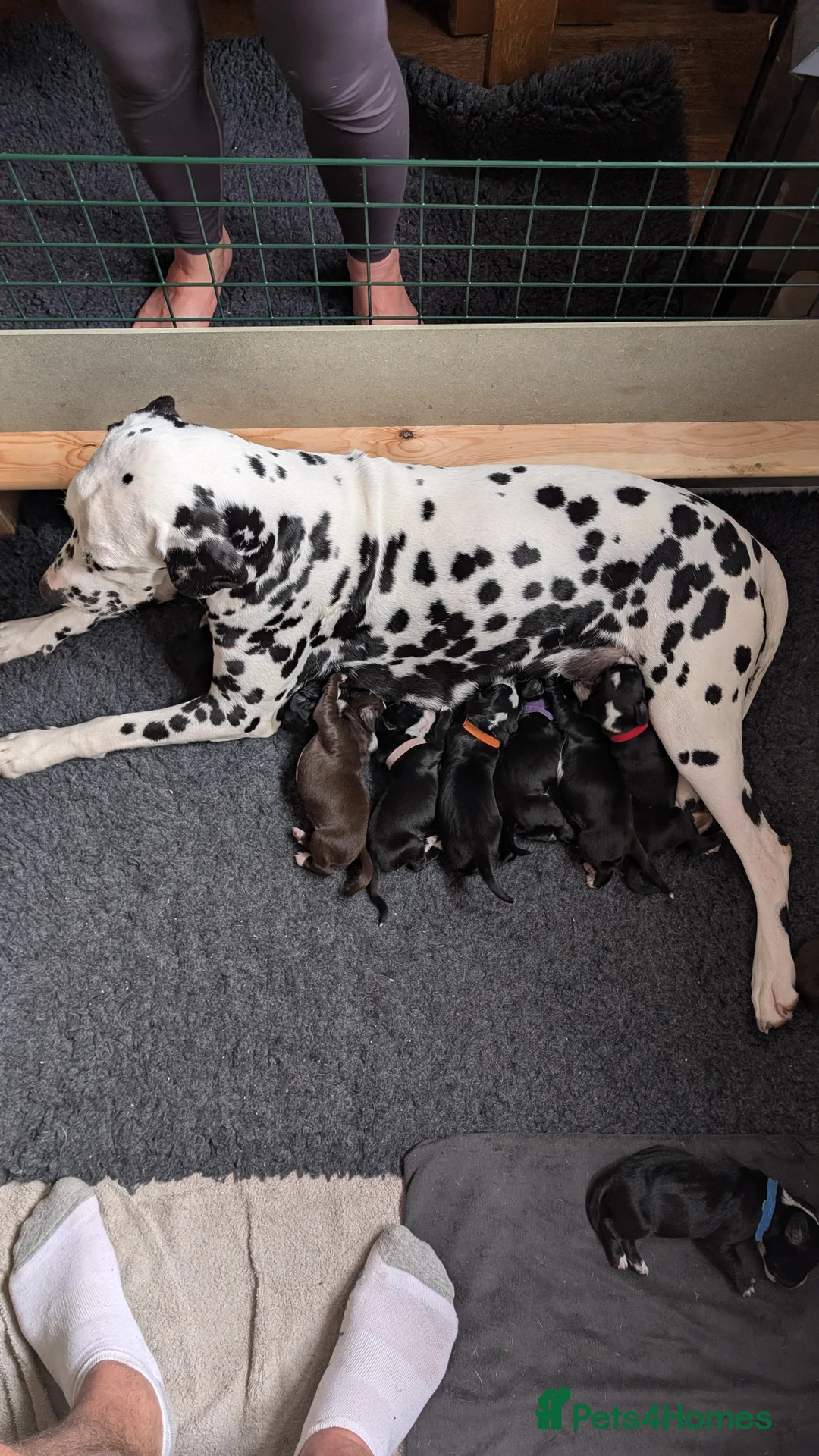 Mixed Breed dogs for sale: Cockermatian (Dalmatian x Working Cocker Spaniel) - Advert 2