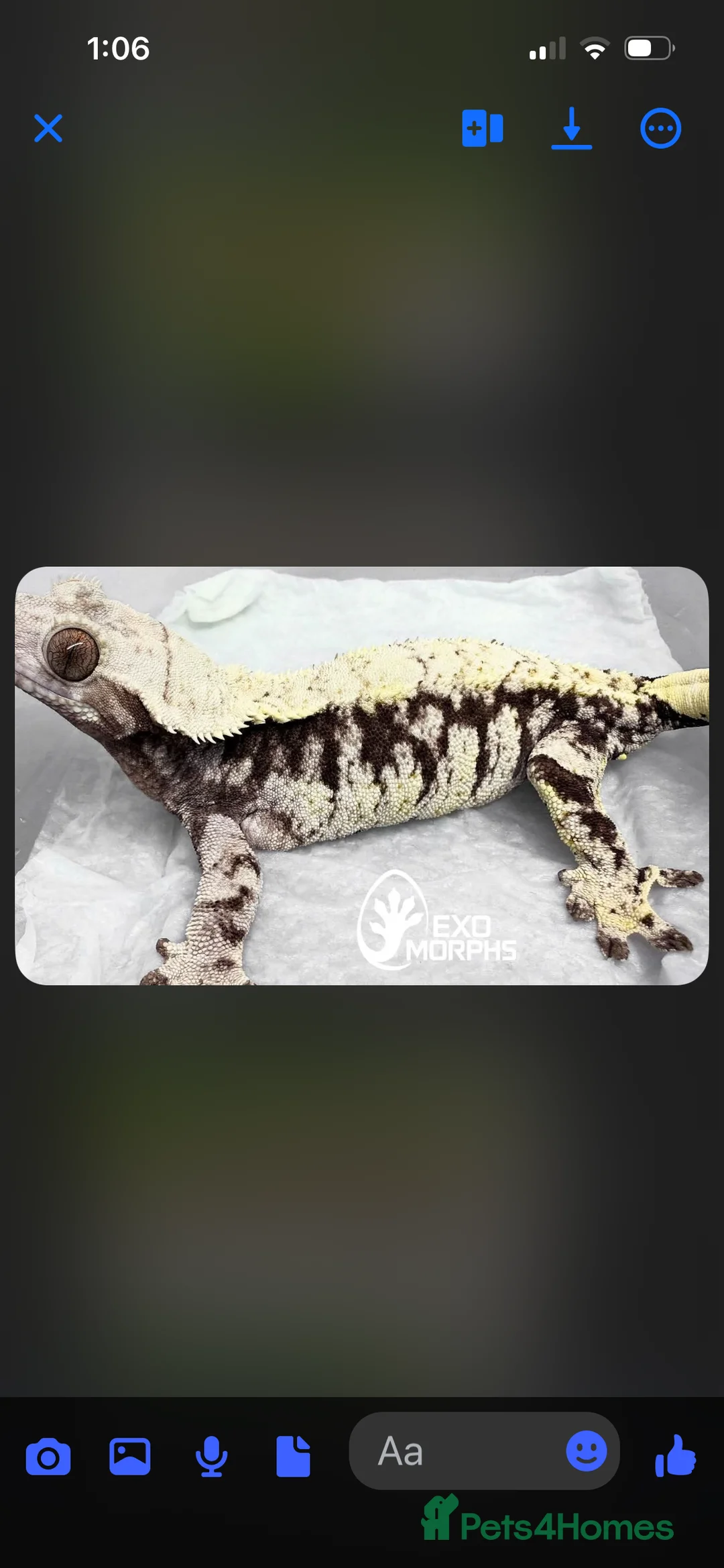 Gecko reptiles for sale: 3x crested geckos and terrariums in Hayling Island - Advert 6
