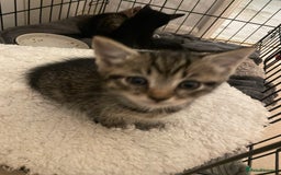 Domestic Shorthair cats for sale: Mixed colour kittens  - Image 4