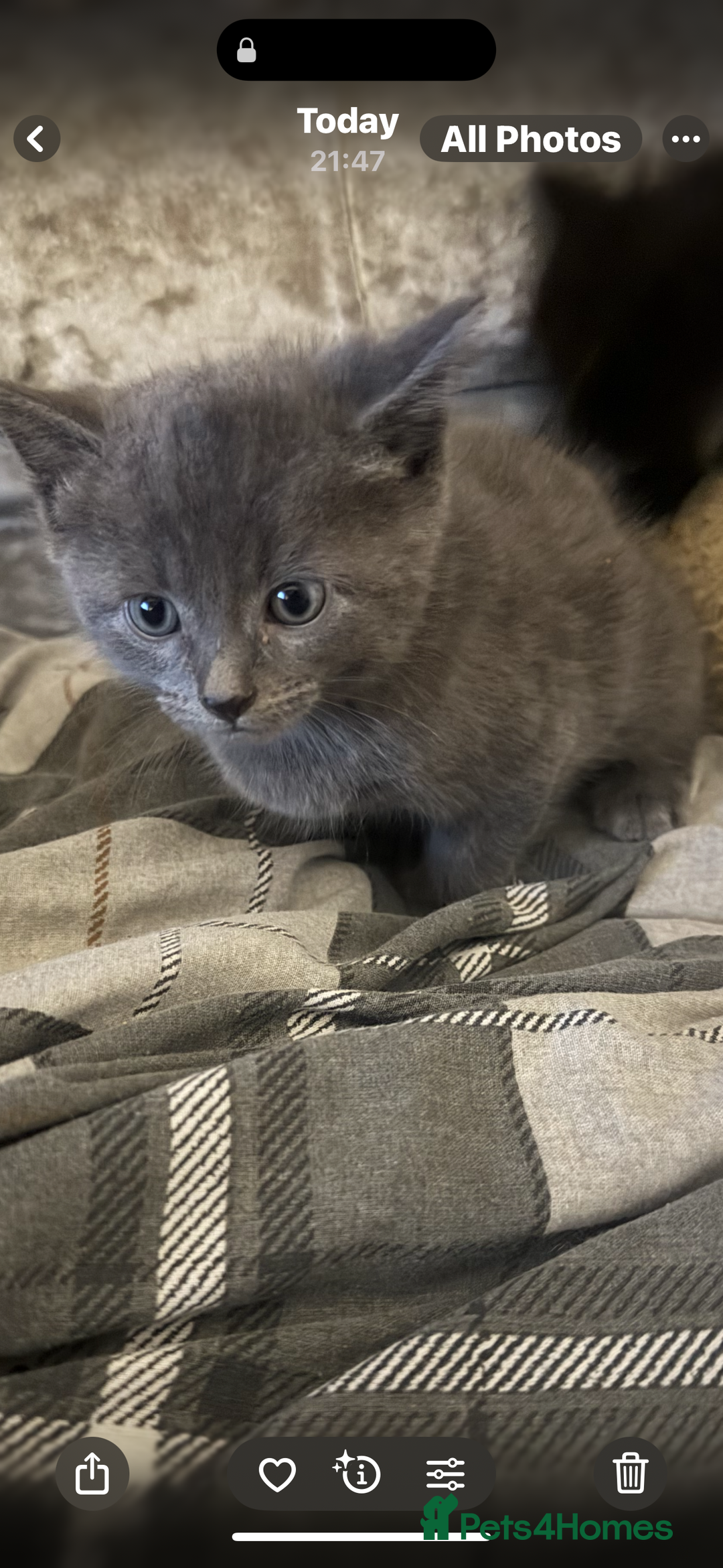 Mixed Breed cats for sale: Half British short haired  - Advert 4