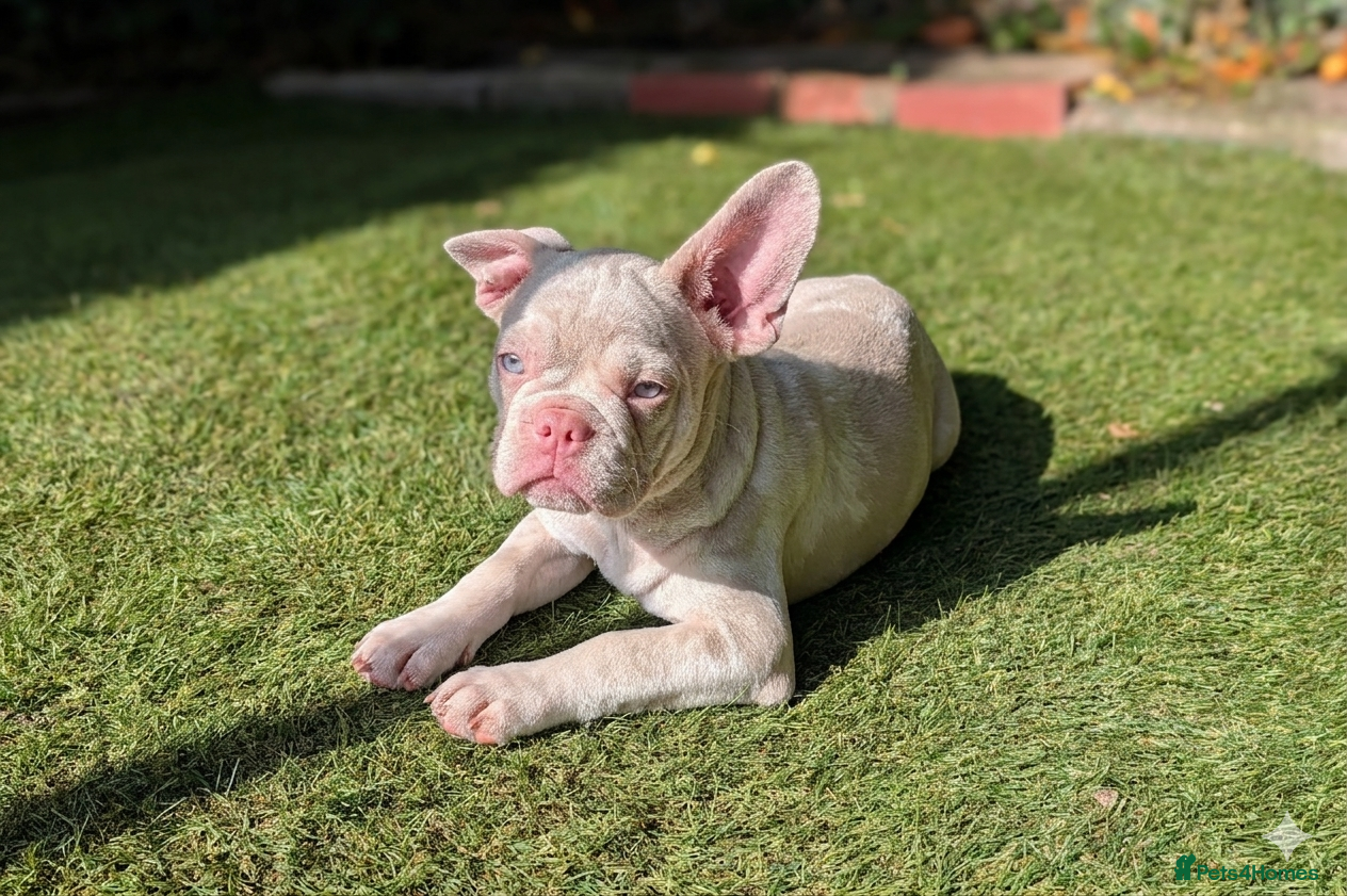 French Bulldog dogs ​🐾 Exceptional 12-Week-Old French Bulldog Boys!🐾 - Advert 2
