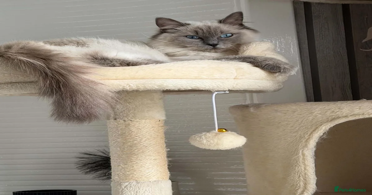 Ragdolls for sale in Leven | Pets4Homes