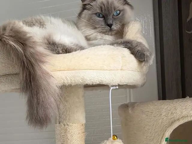 Ragdoll cats Ragdolls - Advert 6