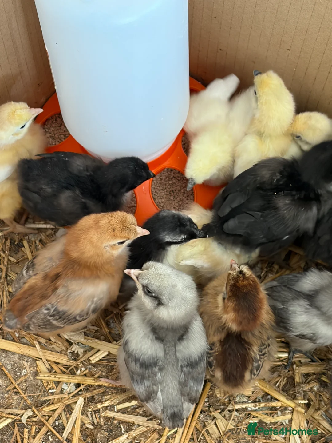 Chickens poultry for sale: Pekin x silkies chicks 1 week old  - Advert 1