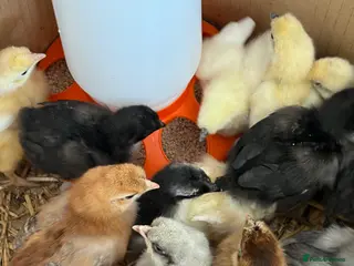 Chickens poultry Pekin x silkies chicks 1 week old - Advert 2