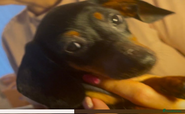 Dachshund dogs - Advert 7