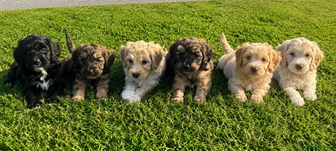 Cockapoo dogs for sale: Gorgeous F1 Cockapoo Puppies 🩷 - Advert 2
