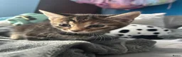 Mixed Breed cats for sale: Beautiful kittens for sale. read description.  - Advert 10