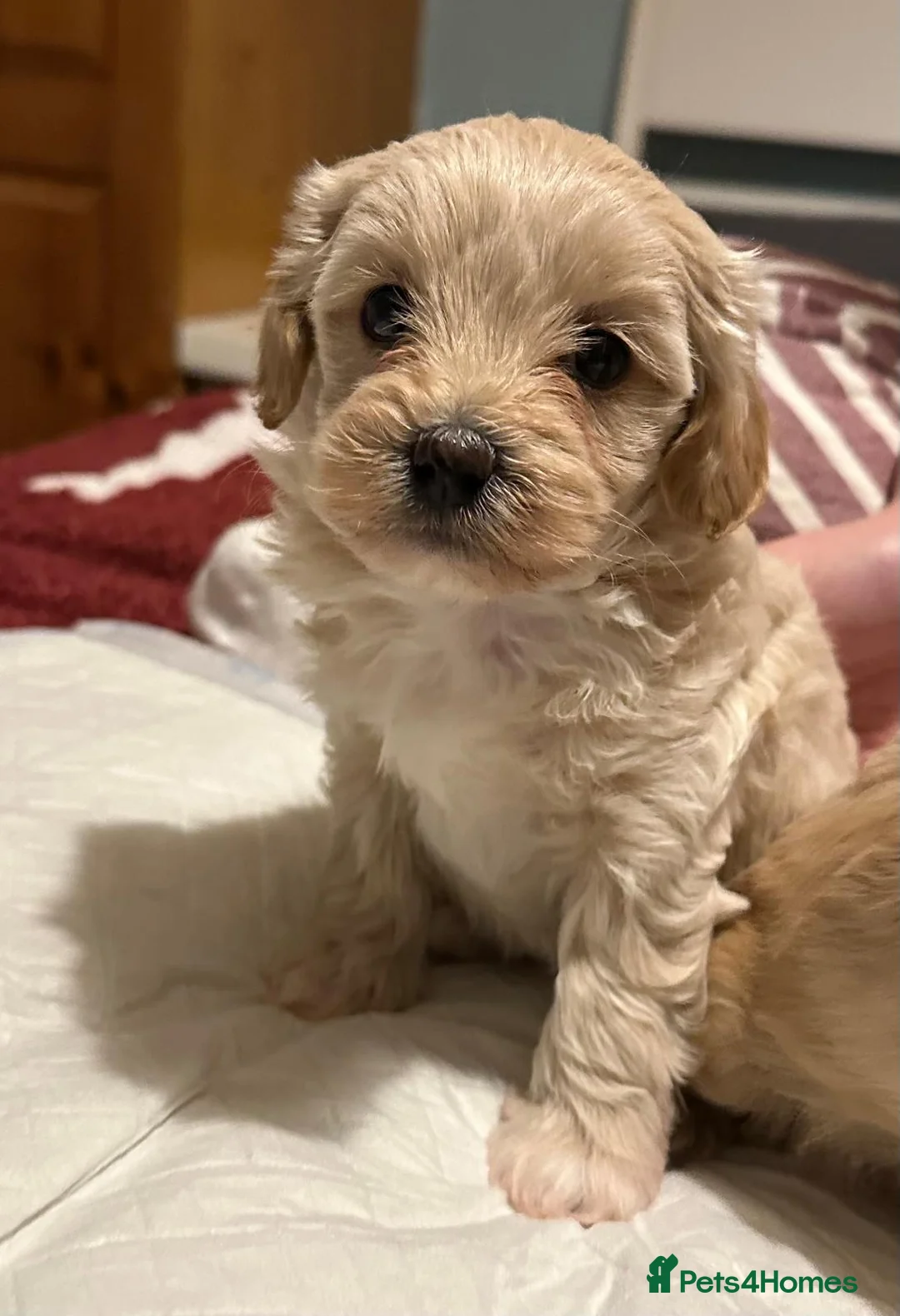 Maltipoo dogs for sale: Adorable maltipoos puppies  - Advert 17