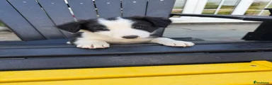 Border Collie 2