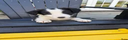 Border Collie dogs for sale: Border collie pups for sale - Advert 12