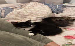 Mixed Breed cats for sale: Mixed breed black and white kitten - Image 2