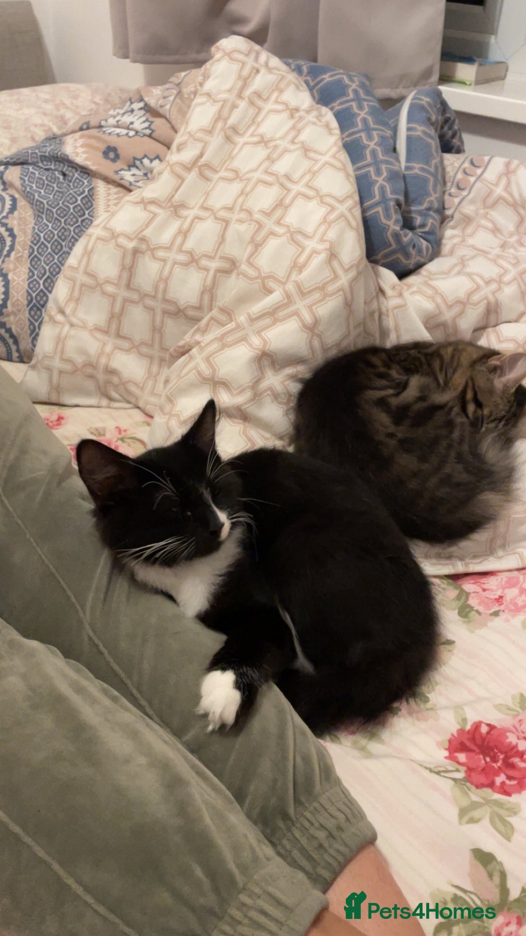 Mixed Breed cats for sale: Mixed breed black and white kitten - Image 2