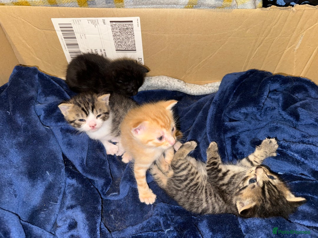 Domestic Shorthair cats for sale: Our babies looking for their forever lovely home - Image 1
