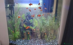 Platies fish for sale: Platties orange with black  - Image 1
