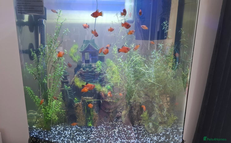 Platies fish - Advert 3