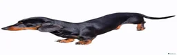 Miniature Dachshund dogs for stud: GLYNFELIN JACK MASTER FUNK miniature dachshund - Advert 3