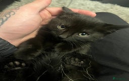 Mixed Breed cats for sale: 2 black girls 9 weeks old - Image 9