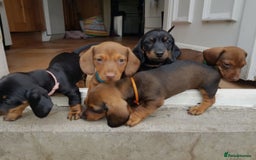 Miniature Dachshund dogs for sale: Miniature Dachshund Puppies  - Image 1
