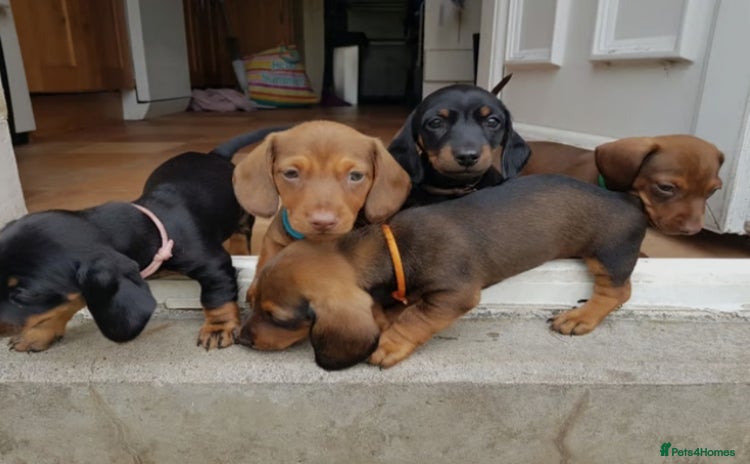 Miniature Dachshund dogs - Advert 1