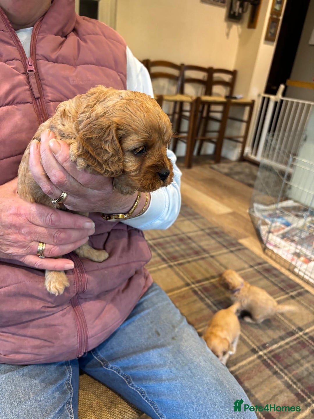 Cavapoo dogs for sale: Adorable F1 Cavapoo Puppies - Advert 6