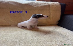 Jack Russell dogs for sale: Miniature Jack Russels  - Image 4