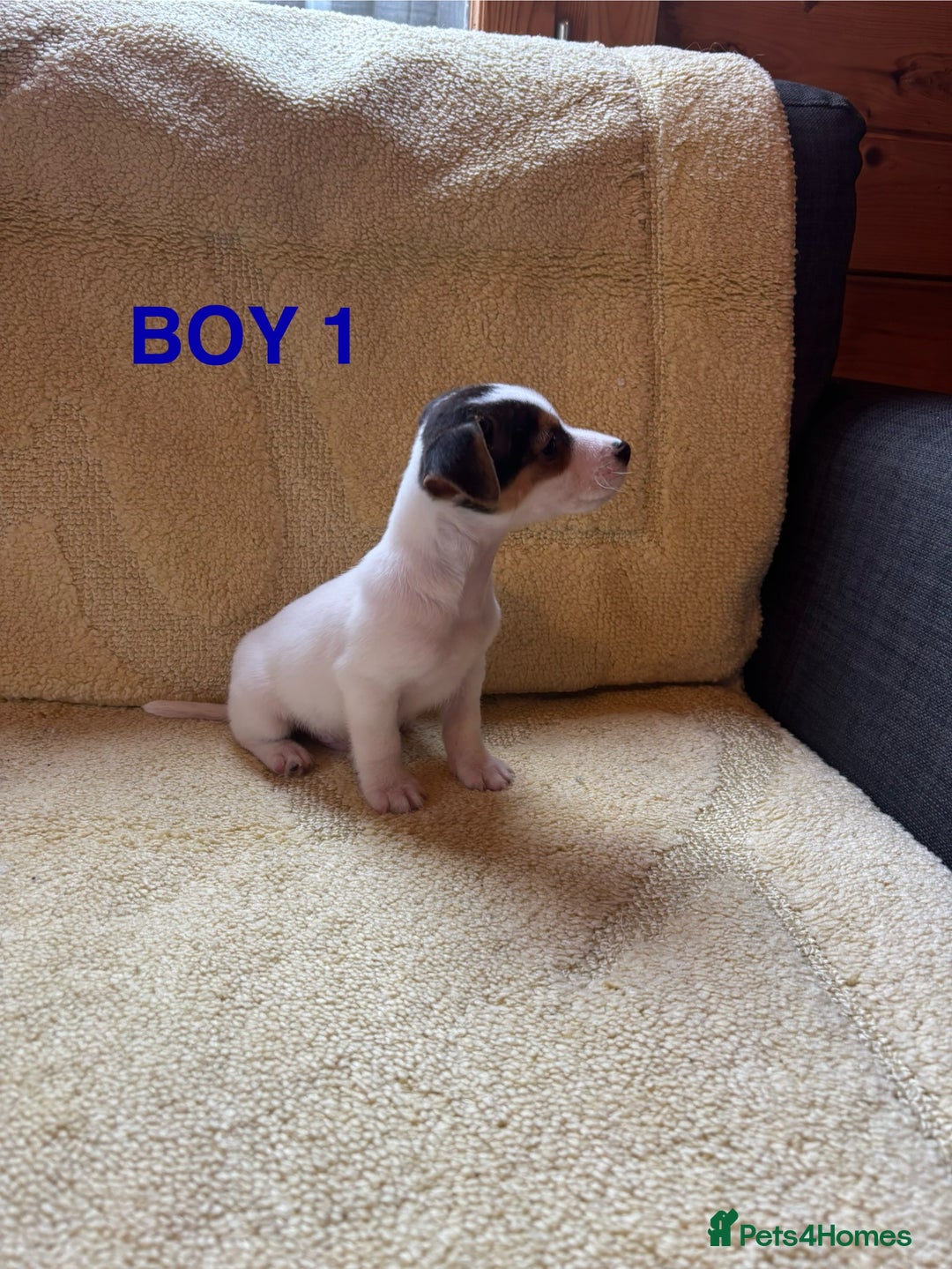 Jack Russell dogs for sale: Miniature Jack Russels  - Image 4