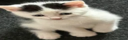 Mixed Breed cats for sale: Four beautiful babies ready this week - Advert 3