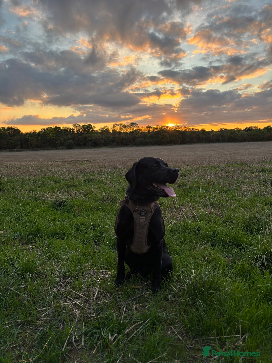 Labrador Retriever dogs for stud: Gentle Police-Trained Labrador Stud - Advert 7