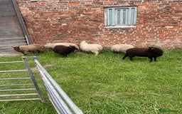 Sheep livestock for sale: Shetland sheep  - Image 4