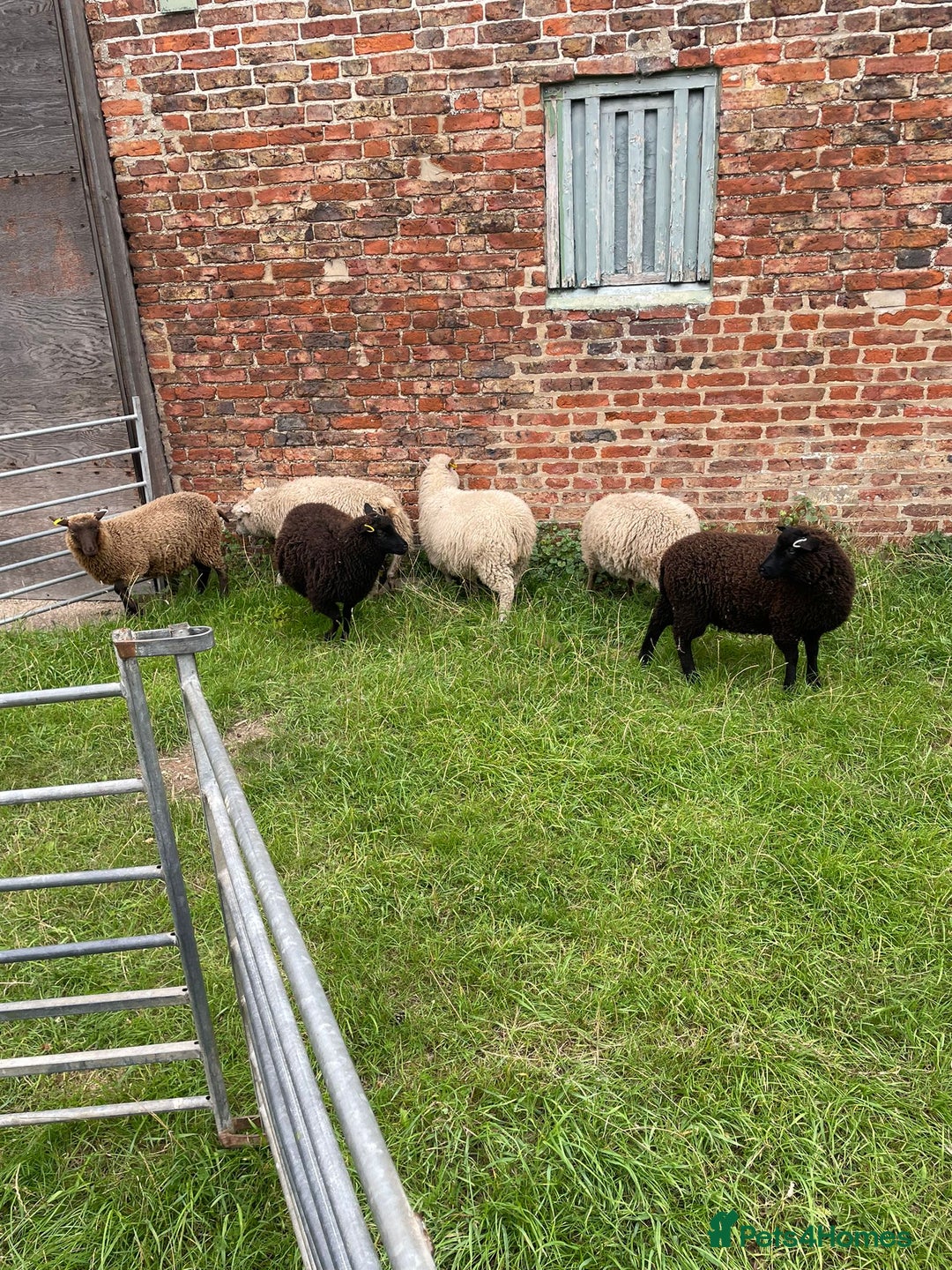 Sheep livestock for sale: Shetland sheep  - Image 4