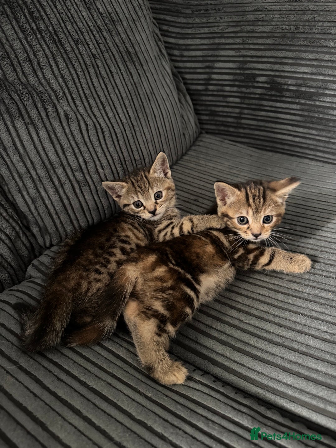 Mixed Breed cats for sale: American bobtail / tortoise shell - Image 7