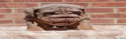 English Bulldog dogs for sale: 2 Handsome boys 💙 in Swindon - Advert 5