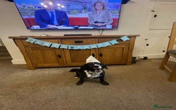 Mixed Breed dogs for sale: Spaniel x Terrier - Image 2