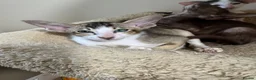 Oriental cats for sale: Pedigree GCCF Oriental Kittens  - Advert 24