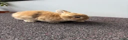 Mini Lop rabbits for sale: Mini Lop Kits - £80 - Four Marks, Alton - Advert 3