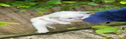 Ragdoll cats for sale: Beautiful Pure Blue Point Ragdoll Kittens - Advert 10