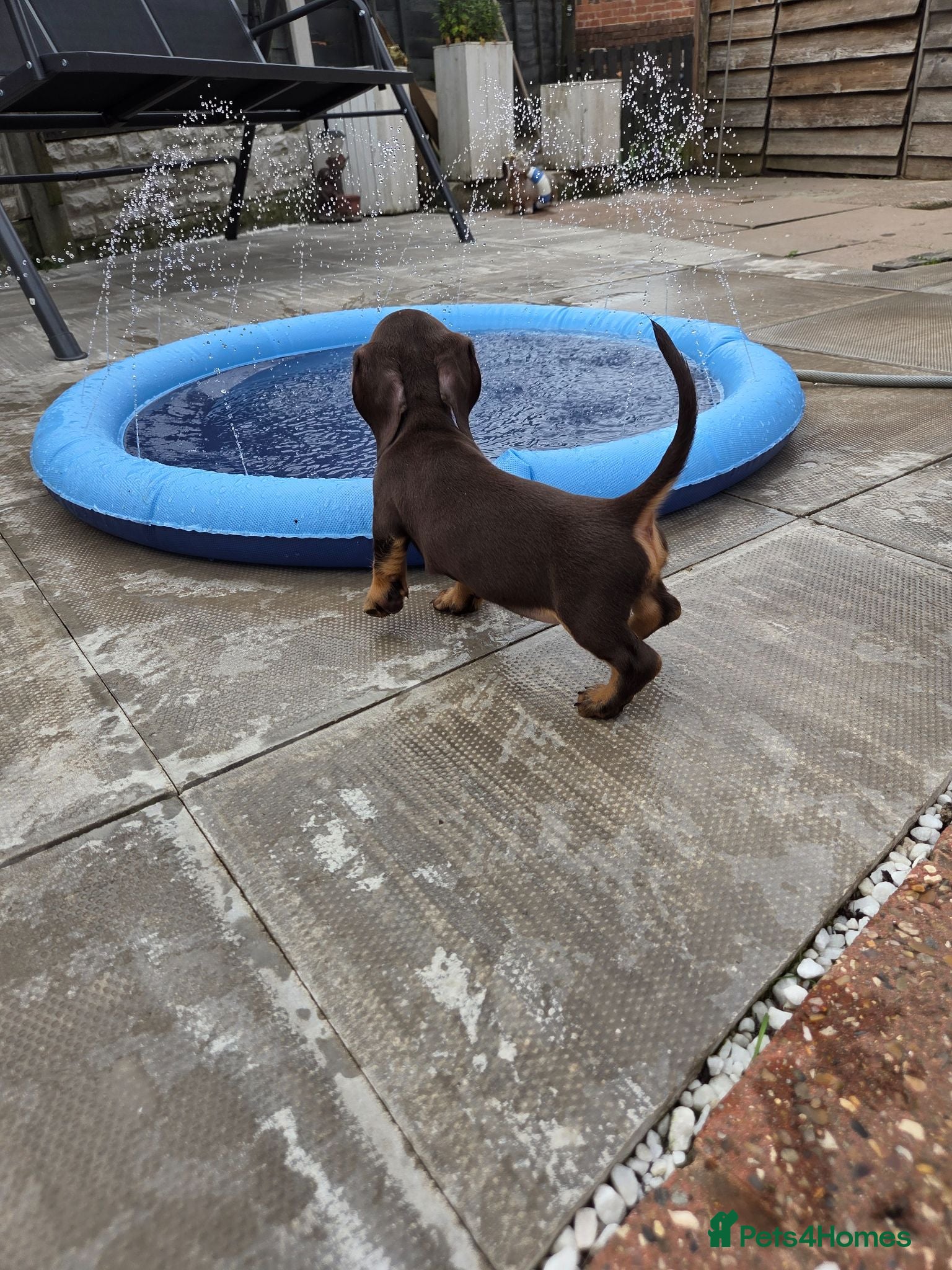 Miniature Dachshund dogs Kc Miniature Dachshund - Advert 4