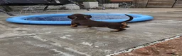 Miniature Dachshund dogs for sale: Miniature Dachshund - Advert 7