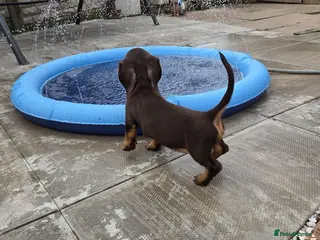 Miniature Dachshund dogs Kc Miniature Dachshund - Advert 4