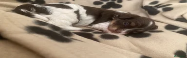 Havanese 7