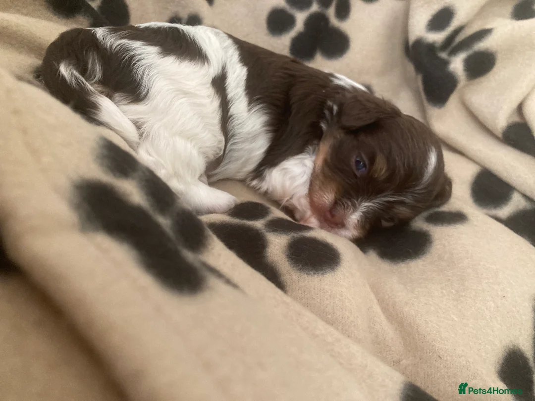 Havanese dogs for sale: 🩷BEAUTIFUL HAVENESE PUPPY’S🩵 in Lincoln - Advert 2