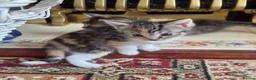 Mixed Breed cats for sale: Male /female lovely kittens  - Advert 11