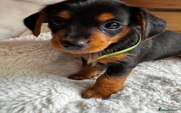 Miniature Dachshund dogs for sale: Miniature dachshunds - Image 6