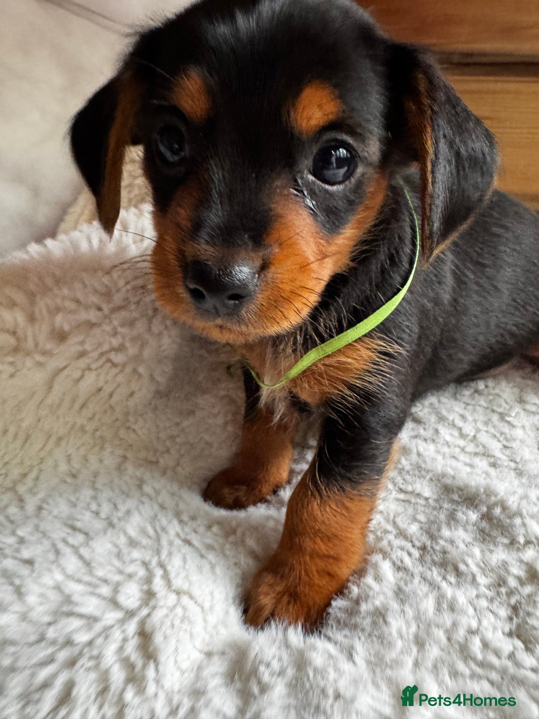 Miniature Dachshund dogs for sale: Miniature dachshunds - Image 6