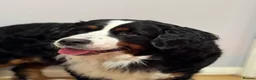 Bernese Mountain Dog dogs for sale: Lovely Bernese Mountain Male Puppy - Advert 8