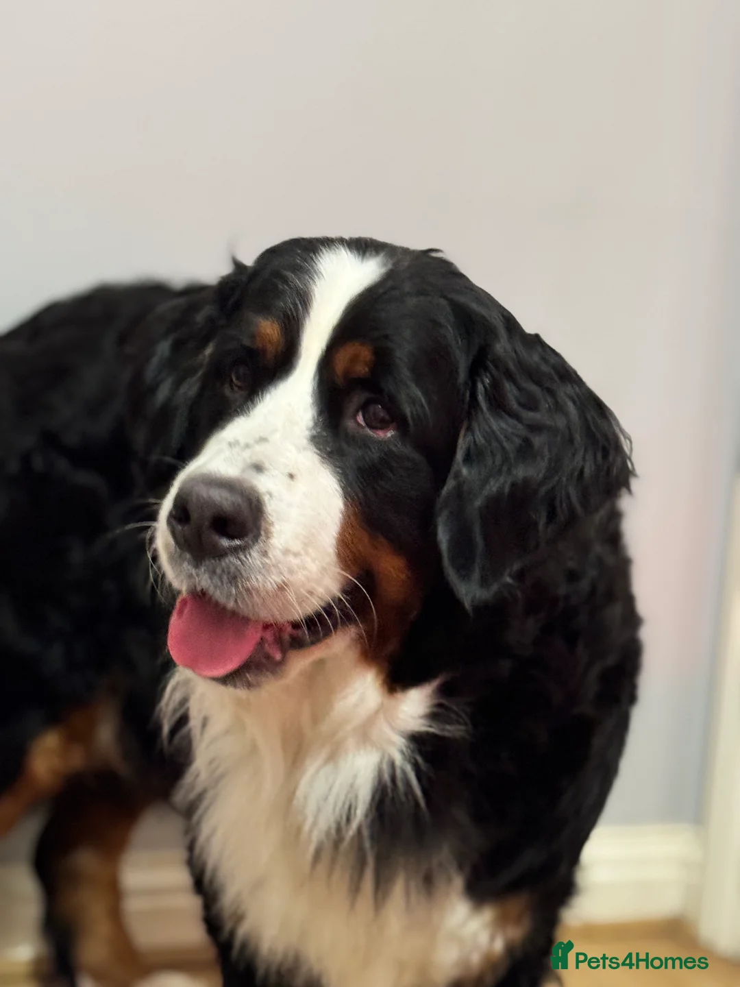 Bernese Mountain Dog dogs for sale: Lovely Bernese Mountain Male Puppy - Advert 8