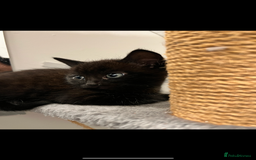 Mixed Breed cats for sale: Tabby kittens for sale🐈‍⬛🐈 - Image 4